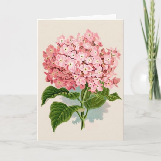 Vintag Pink Hydrangea Karte (Vorderseite)