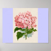 Vintag Pink Hydrangea Poster (Vorne)