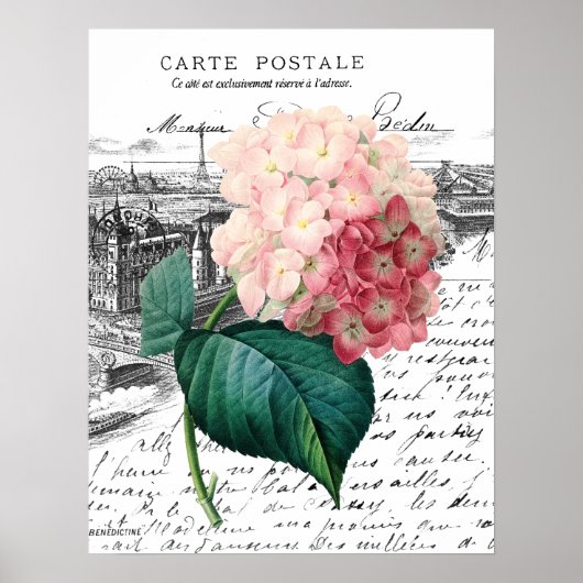 Vintag Pink Hydrangea Poster (Vorne)
