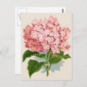 Vintag Pink Hydrangea Postkarte (Vorne/Hinten)