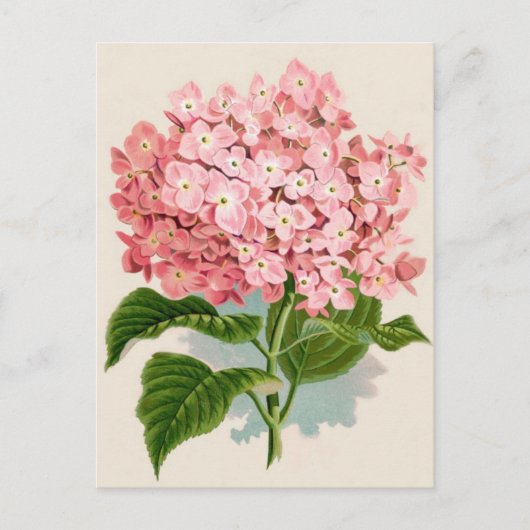 Vintag Pink Hydrangea Postkarte (Vorderseite)