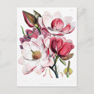 Vintag Pink Magnolia Blume Botany Illustration Postkarte