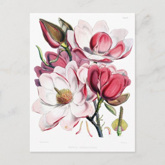 Vintag Pink Magnolia Blume Botany Illustration Postkarte (Vorderseite)