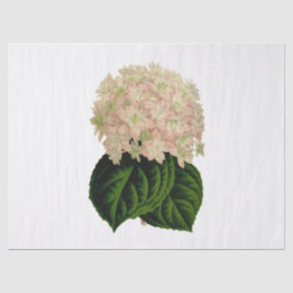 Vintag Pink White Green Hydrangea Blume #2 Tiss Seidenpapier