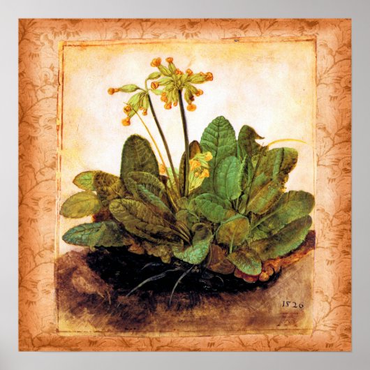 Vintag Primrose Primula Blume Poster (Vorne)