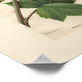 Vintag Primus Raspberry Print Poster (Ecke)