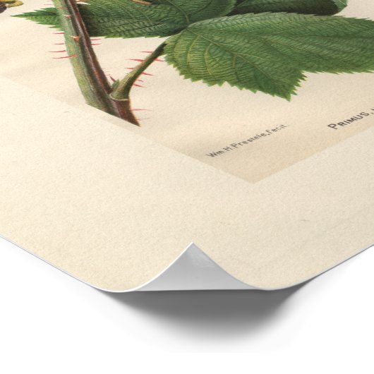 Vintag Primus Raspberry Print Poster (Ecke)