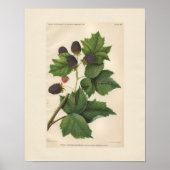 Vintag Primus Raspberry Print Poster (Vorne)