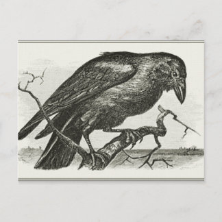Vintag Raven Woodcut Postkarte