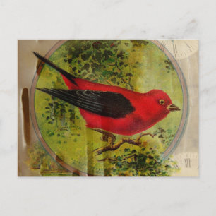Vintag Red Bird Postkarte