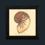 Vintag Red Conch Muschel Erinnerungskiste<br><div class="desc">In diesem lebendigen Bild können Sie in Vintagem natürlichen und einzigartigen Stil der roten Conch-Muschel nah sehen. Diese einzigartige Art von Kunst hat schwarz und rot Schatten,  um die Spirale dieser conchischen Muschel zu betonen. Holen Sie sich diese Conch-Muschel mit einem sepia Hintergrund auf Ihrem Produkt heute.</div>
