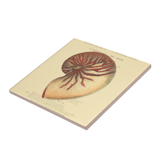 Vintag Red Conch Muschel Fliese (Seite)