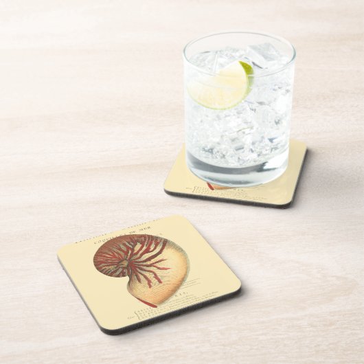 Vintag Red Conch Muschel Getränkeuntersetzer (Rechte Seite)