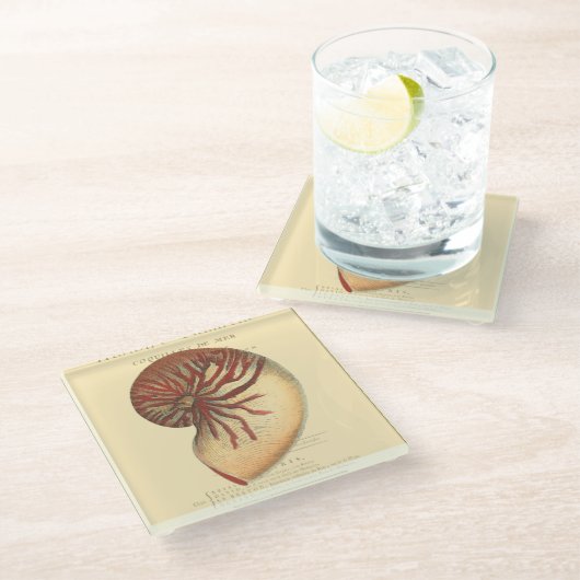 Vintag Red Conch Muschel Glasuntersetzer (Schrägansicht)