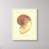 Vintag Red Conch Muschel