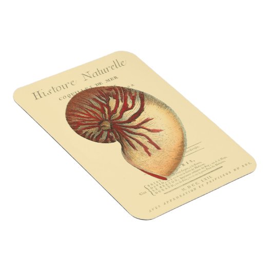 Vintag Red Conch Muschel Magnet (Rechte Seite)