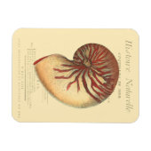 Vintag Red Conch Muschel Magnet (Horizontal)