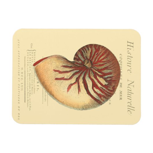 Vintag Red Conch Muschel Magnet (Horizontal)