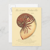 Vintag Red Conch Muschel Postkarte (Vorne/Hinten)