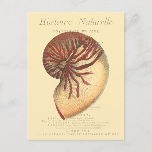 Vintag Red Conch Muschel Postkarte (Vorderseite)