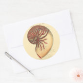 Vintag Red Conch Muschel Runder Aufkleber (Umschlag)