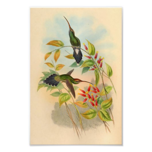 Vintag Red Green Hummingbird Print Blume Fotodruck (Vorne)