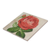 Vintag Red Hybrid Perpetual, Paul Neyron Rose Fliese (Seite)