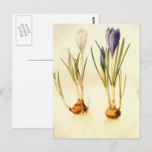 Vintag Redoute Crocus Postcard Postkarte (Vorne/Hinten)