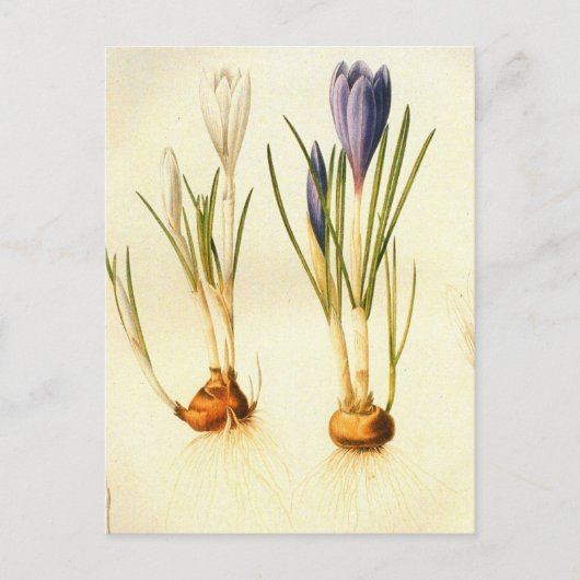 Vintag Redoute Crocus Postcard Postkarte (Vorderseite)