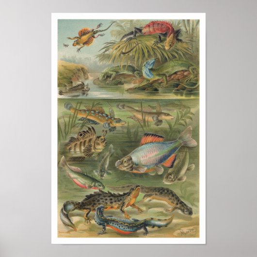 Vintag Reptiles Lizards Fish Poster (Vorne)