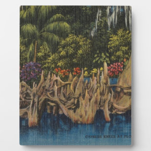 Vintag Retro Florida Cypress Gardens Fotoplatte