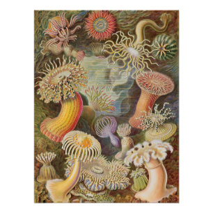 Vintag Retro Magic Mushrooms Poster