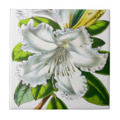 Vintag Rhododendron Botanisch Fliese (Vorderseite)