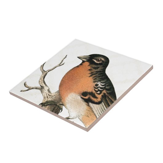 Vintag Robin Fliese (Seite)