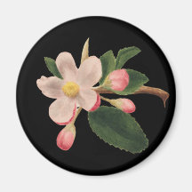 Vintag rosa Blossom
