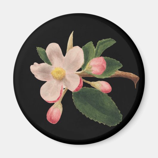 Vintag rosa Blossom Magnet (Vorne)