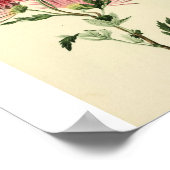 Vintag-Rosa-Chrysanthemum-Blume Poster (Ecke)