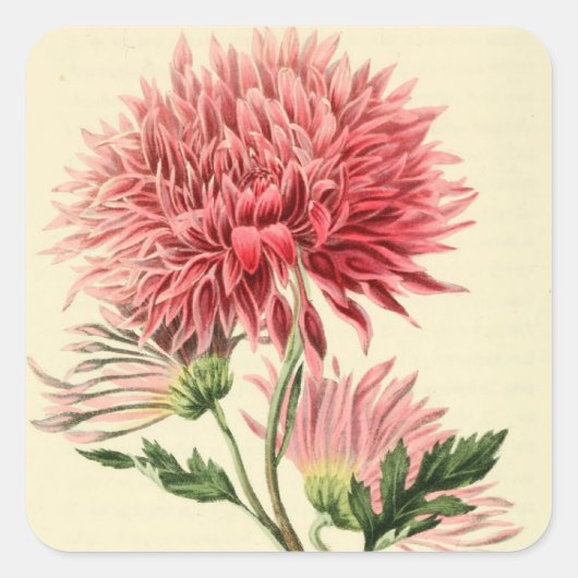 Vintag-Rosa-Chrysanthemum-Blume Quadratischer Aufkleber (Vorderseite)