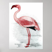 Vintag rosa Flamingo Poster (Vorne)