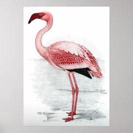 Vintag rosa Flamingo Poster