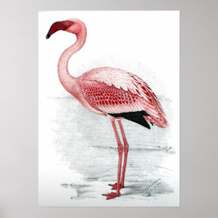 Vintag rosa Flamingo Poster