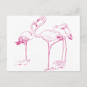 Vintag rosa Flamingo Zeichnend Postkarte