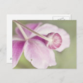 Vintag rosa postkarte (Vorne/Hinten)