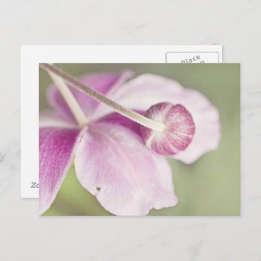 Vintag rosa postkarte (Vorne/Hinten)