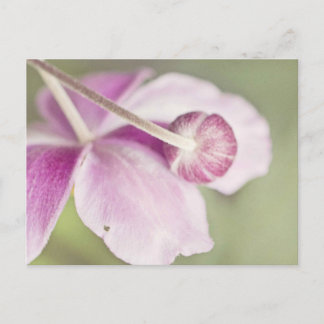 Vintag rosa postkarte