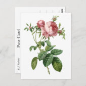 Vintag rosa rosa botanische Abbildung, Redoute Postkarte (Vorne/Hinten)