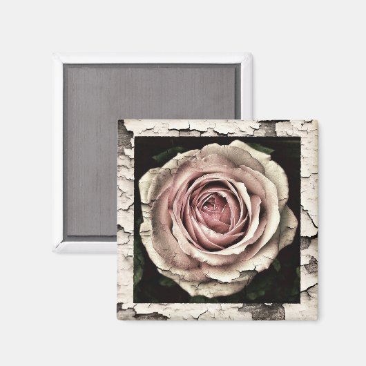 Vintag Rosa Rose Magnet (Vorderseite/Rückseite)