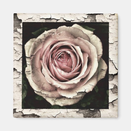 Vintag Rosa Rose Magnet (Vorne)