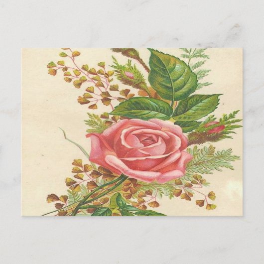 Vintag Rosa Rose Postkarte (Vorderseite)