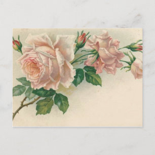 Vintag Rosa Rose Postkarte